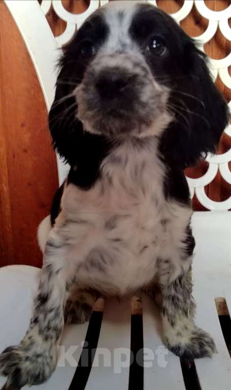 Собаки в Москве: Русский охотничий спаниель  Девочка, 35 000 руб. - фото 1