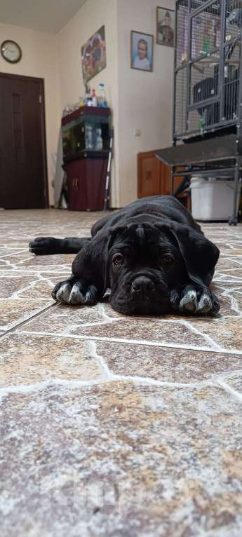 Собаки в Москве: Щенки кане корсо Девочка, 140 000 руб. - фото 2