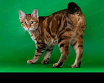 Кошки в Саранске: Кот приглашает на вязку, 2 000 руб. - фото 7