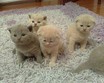 Кошки в Брянске: Шотландские котята, 2 000 руб. - фото 3