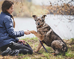Собаки в Москве: Черри ищет дом! Девочка, Бесплатно - фото 6