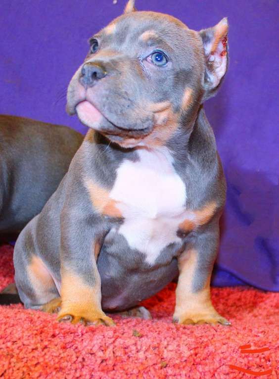 Собаки в Москве: Булочки-малыши Девочка, 90 000 руб. - фото 9