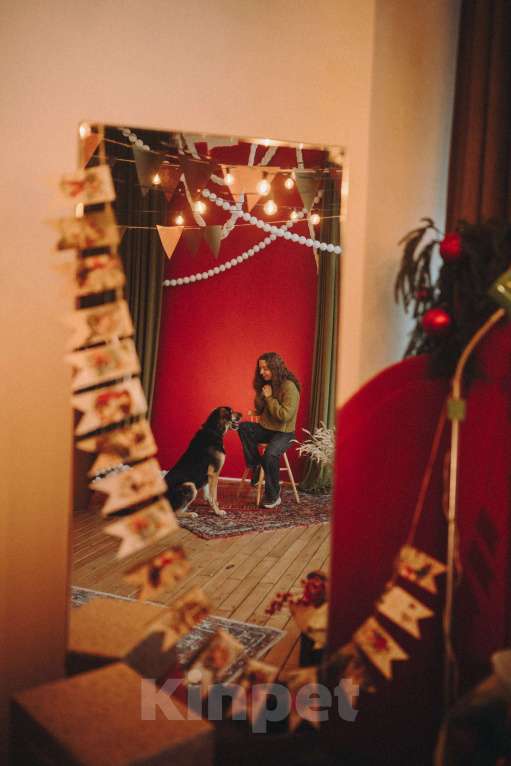 Собаки в Москве: Идеальная собака, очень умная и послушная Девочка, Бесплатно - фото 5