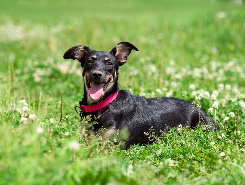 Собаки в Москве: Небольшая малышка щенок Сенди в добрые руки Девочка, 1 руб. - фото 5