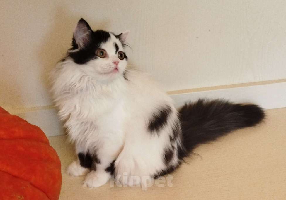 Кошки в Валдае: Котёнок шотландский, длинношестный Девочка, 30 000 руб. - фото 6