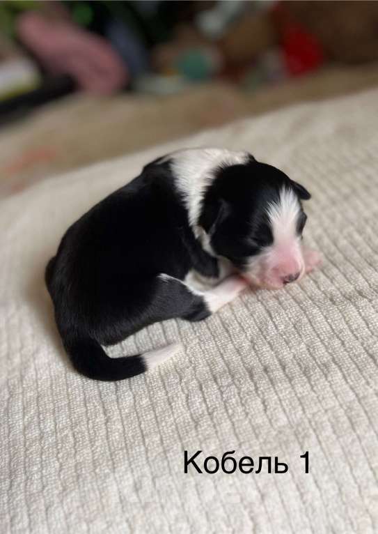 Собаки в других городах Алтайского края: Щенки Бордер Колли Мальчик, Бесплатно - фото 8