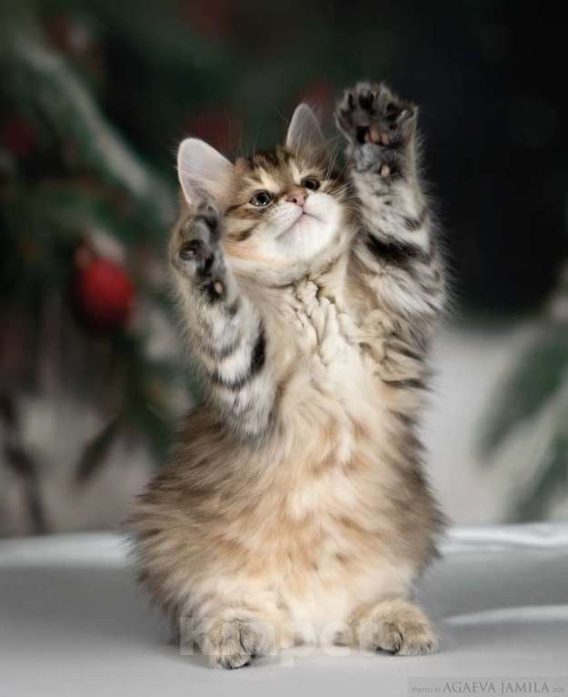 Кошки в Москве: Золотая красавица Девочка, 60 000 руб. - фото 5