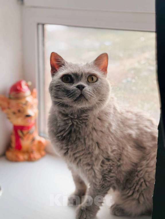 Кошки в Балашихе: Маркиз Мальчик, Бесплатно - фото 6