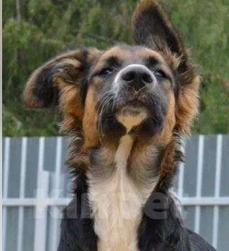 Собаки в Москве: Тайга Девочка, Бесплатно - фото 4