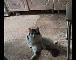 Кошки в Томске: Кошка в добрые руки Девочка, Бесплатно - фото 4