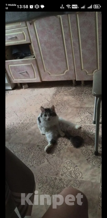 Кошки в Томске: Кошка в добрые руки Девочка, Бесплатно - фото 4