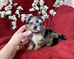 Собаки в Москве: Йорк с двумя голубыми глазами мальчик блю мерле Мальчик, 120 000 руб. - фото 9