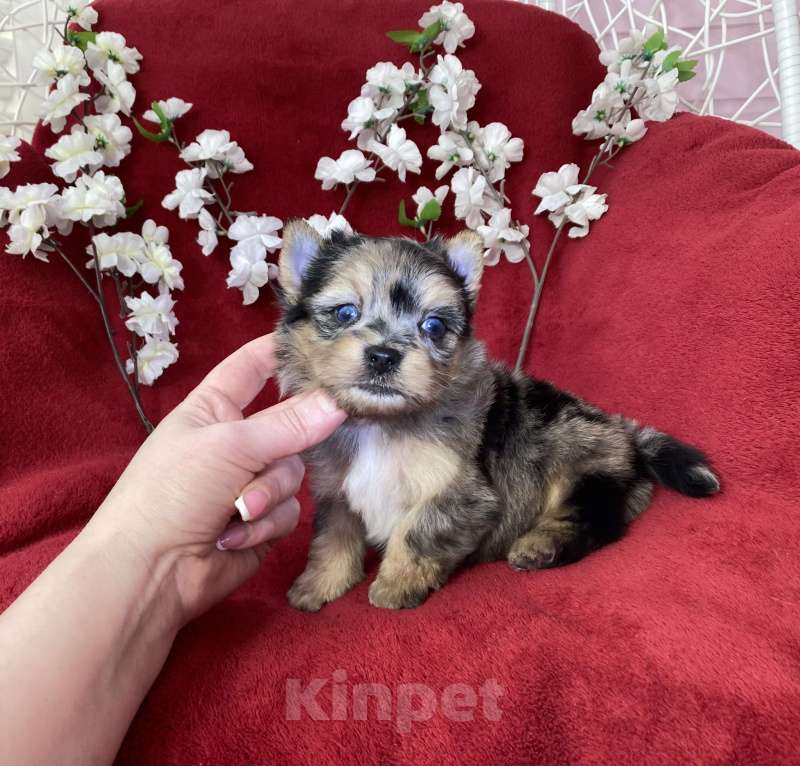 Собаки в Москве: Йорк с двумя голубыми глазами мальчик блю мерле Мальчик, 120 000 руб. - фото 9