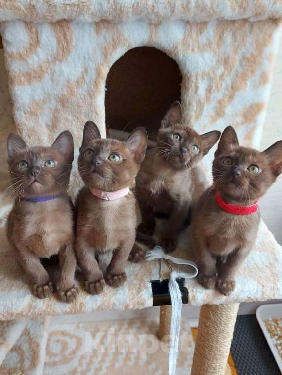 Кошки в Москве: Бурманские котята Девочка, 70 000 руб. - фото 7