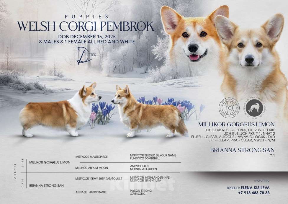 Собаки в Геленджике: Вельш корги щенок мальчик Мальчик, Бесплатно - фото 7