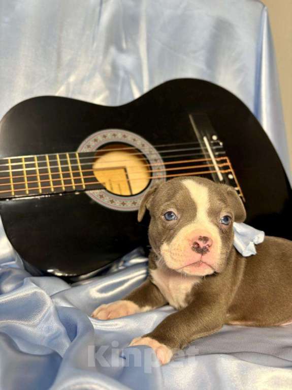 Собаки в Москве: Американский булли щенок Мальчик, 100 000 руб. - фото 1