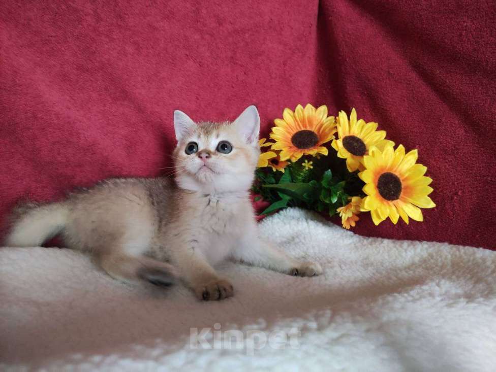 Кошки в Казани: Шотландская прямоухая золотая кошечка Иззи Девочка, 30 000 руб. - фото 2