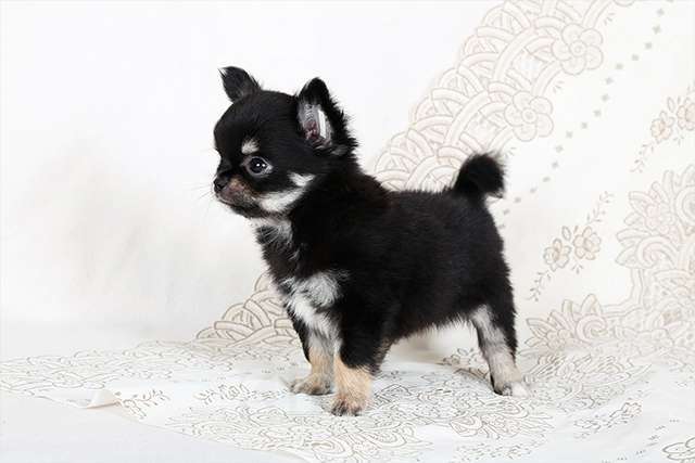 Собаки в Люберцах: Чихуахуа щенки Мальчик, Бесплатно - фото 5