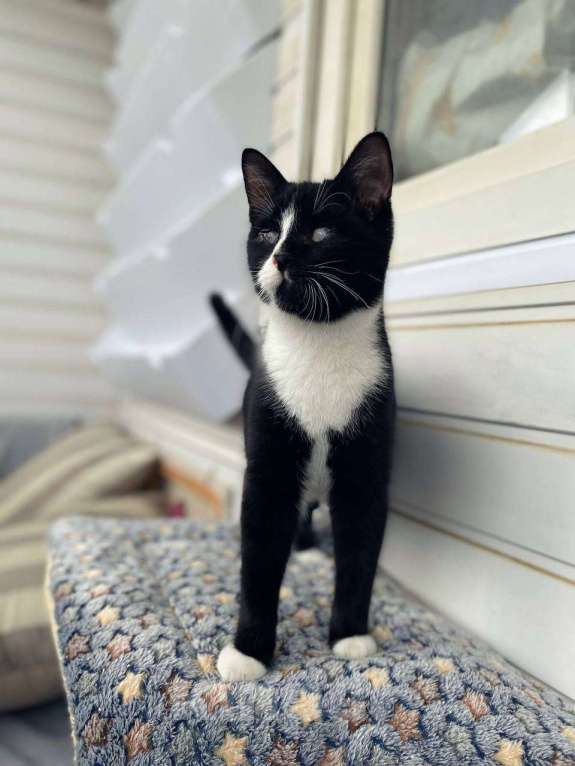 Кошки в Балашихе: Слепой котик Гомер Мальчик, Бесплатно - фото 4