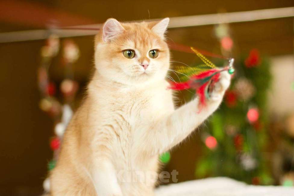 Кошки в Москве: Британский котенок Петунья Девочка, 70 000 руб. - фото 5