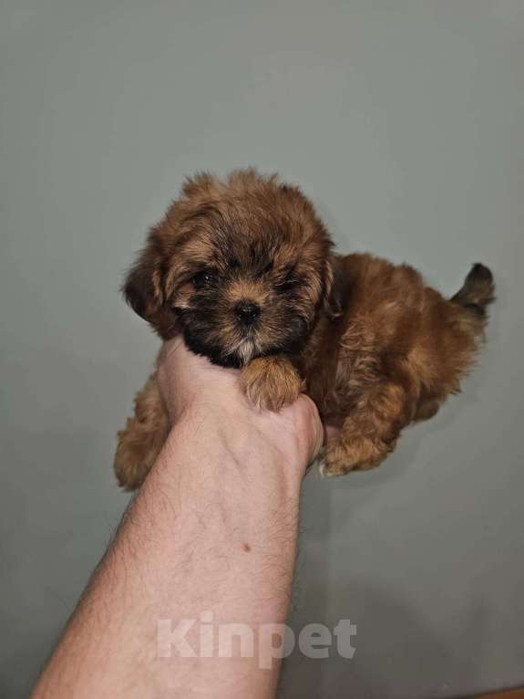 Собаки в Москве: Щенки микро мальтипу, курносые. Мальчик, Бесплатно - фото 4