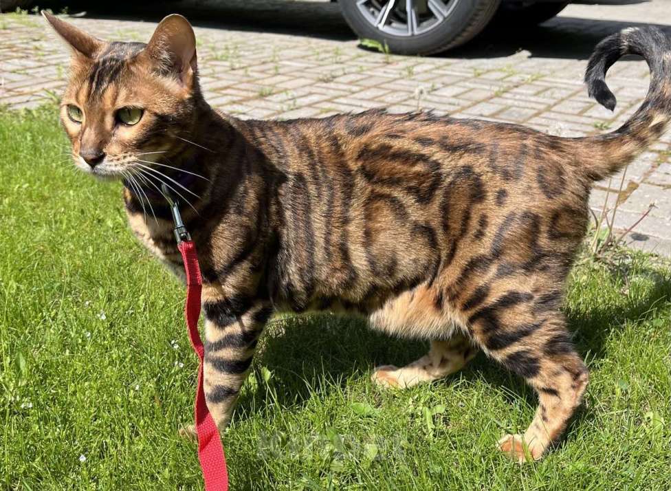 Кошки в Санкт-Петербурге: Потерялся кот ! Мальчик, 5 000 руб. - фото 2