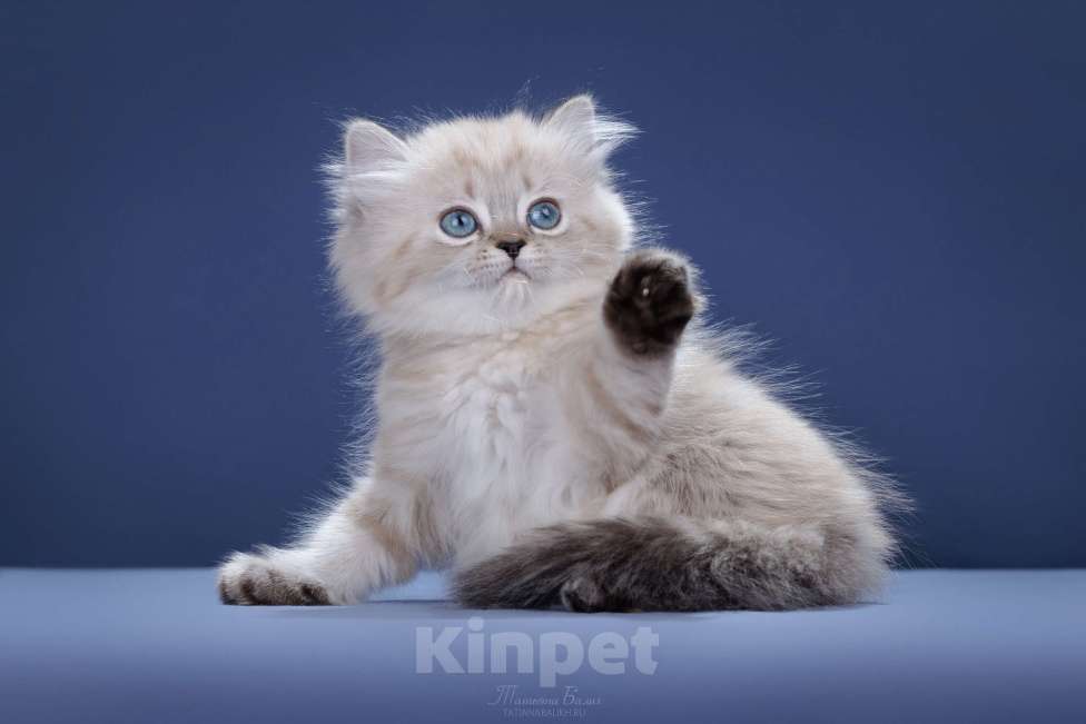 Кошки в Москве: Менуэт Девочка, 60 000 руб. - фото 3