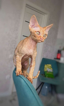 Котенок Девон Рекс