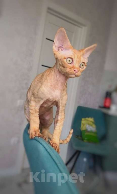 Кошки в Анапе: Котенок Девон Рекс Мальчик, 40 000 руб. - фото 1