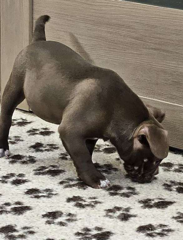 Собаки в Новосибирске: Шоколаднач булочка Девочка, Бесплатно - фото 2