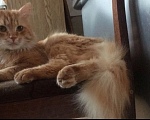 Кошки в Ижевске: Отдам в добрые руки кота Мальчик, Бесплатно - фото 1