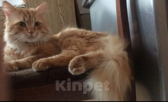 Кошки в Ижевске: Отдам в добрые руки кота Мальчик, Бесплатно - фото 1