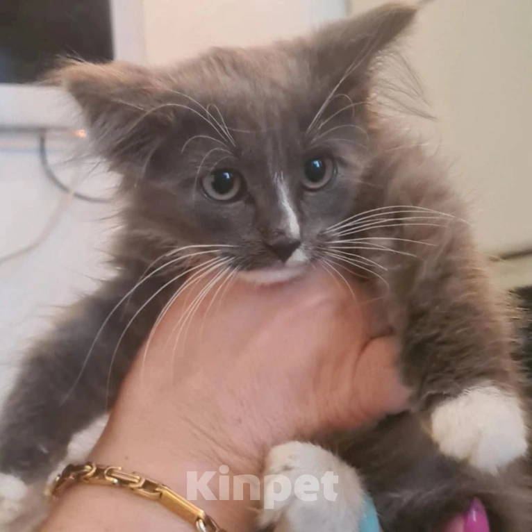 Кошки в Москве: Котята в опасности Девочка, Бесплатно - фото 2