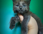 Кошки в Санкт-Петербурге: Котик голубой солид  Мальчик, 45 000 руб. - фото 1