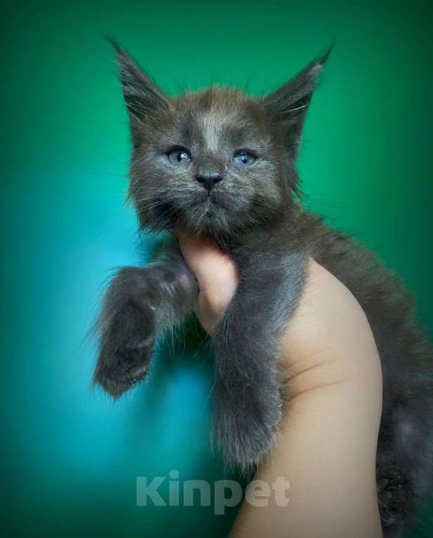 Кошки в Санкт-Петербурге: Котик голубой солид  Мальчик, 45 000 руб. - фото 1