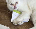 Кошки в Санкт-Петербурге: Кот в добрые руки Мальчик, Бесплатно - фото 2