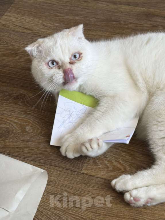 Кошки в Санкт-Петербурге: Кот в добрые руки Мальчик, Бесплатно - фото 2