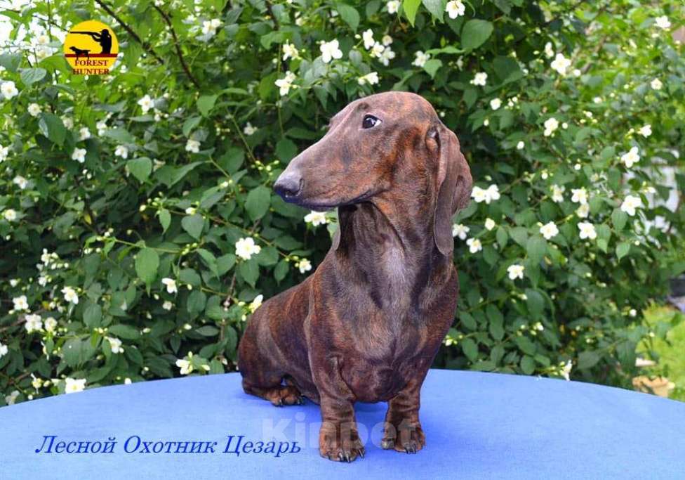 Собаки в Москве: Щенок таксы стандартной тигрового окраса Мальчик, 50 000 руб. - фото 4