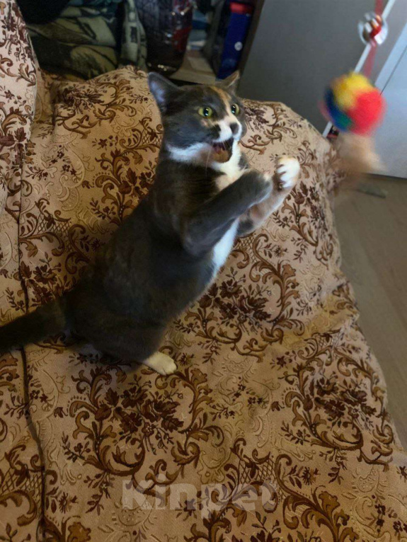 Кошки в Москве: Пепельная трехцветная Шерри Девочка, Бесплатно - фото 4