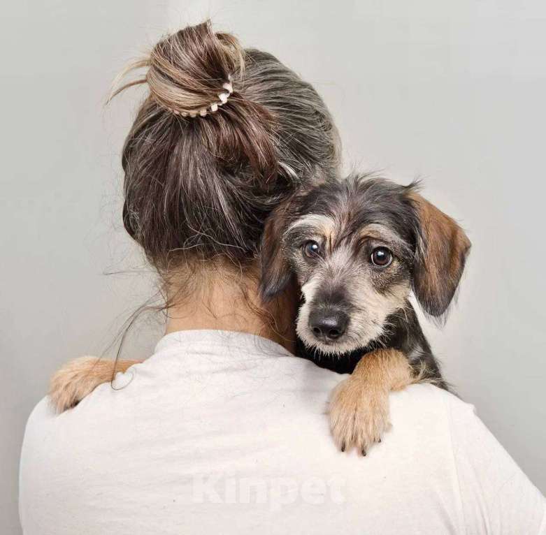 Собаки в Лосином-Петровском: Серафима якутенок ппбж Девочка, Бесплатно - фото 1