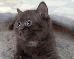 Кошки в Санкт-Петербурге: Шоколадный британский парень Мальчик, 80 000 руб. - фото 2