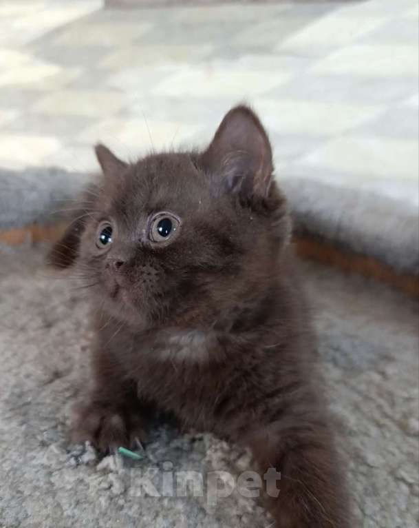 Кошки в Санкт-Петербурге: Шоколадный британский парень Мальчик, 80 000 руб. - фото 2