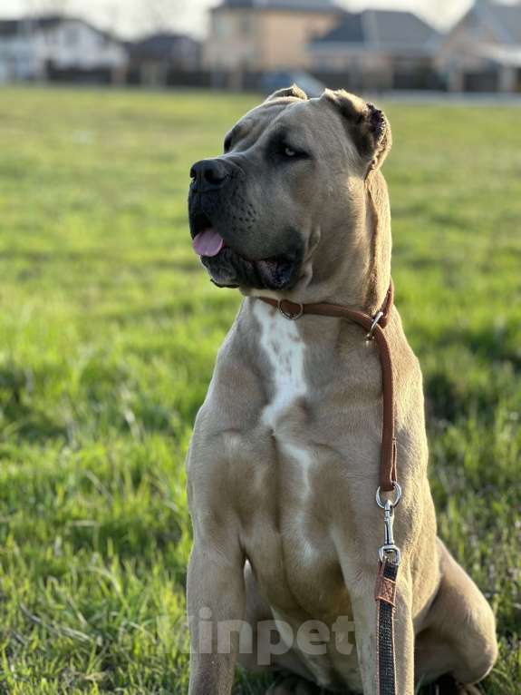 Собаки в Краснодаре: Щенки Кане корсо  Девочка, 60 000 руб. - фото 3