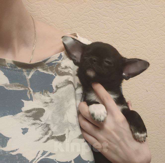 Собаки в Клине: Булочка Девочка, 15 000 руб. - фото 3