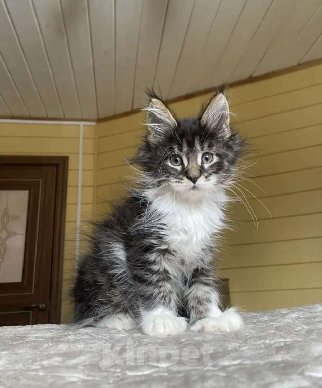 Кошки в других городах Московской области: Мейн-кун полидакт мальчишка🔥 Мальчик, 80 000 руб. - фото 5