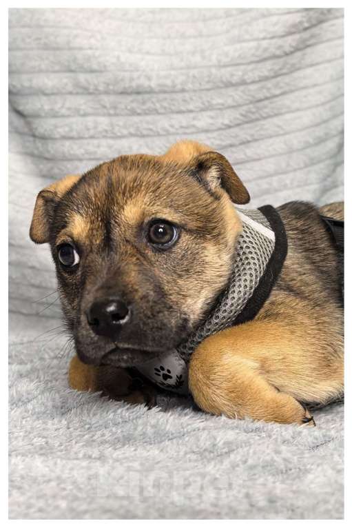 Собаки в Воронеже: Щенки Девочка, Бесплатно - фото 3