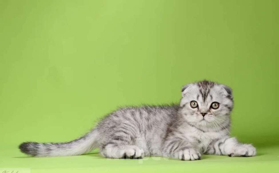 Кошки в Москве: Шотландский плюшевый мишка Мальчик, 50 000 руб. - фото 3