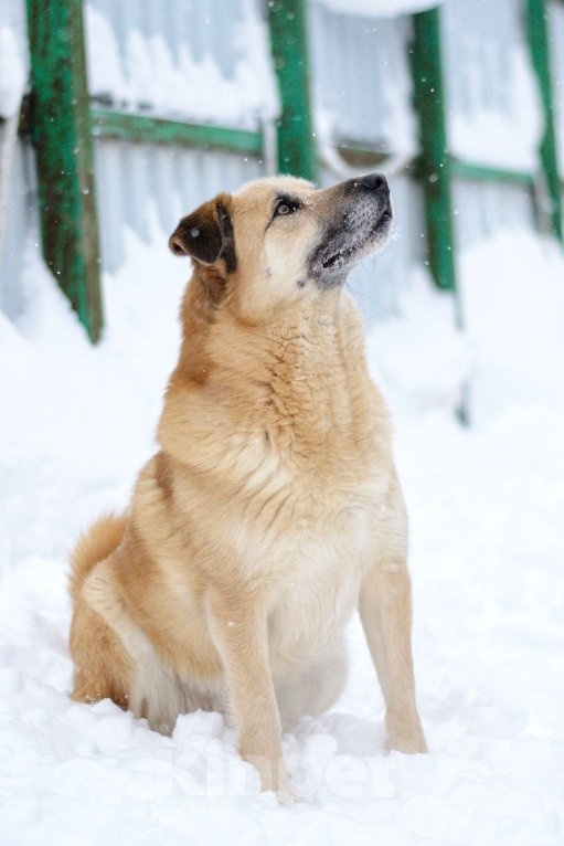 Собаки в Москве: Норд Мальчик, Бесплатно - фото 1