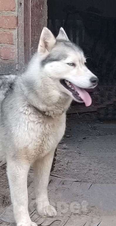 Собаки в Краснодаре: Ищем дом для двух сибирских хаски Лорда и Сары Мальчик, 10 руб. - фото 6