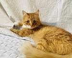 Кошки в Москве: Кот ищет дом Мальчик, Бесплатно - фото 2